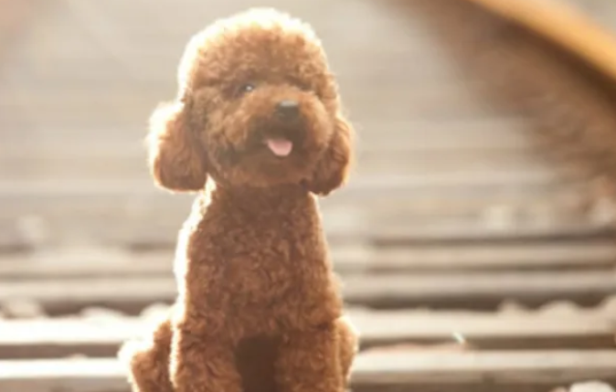 泰迪狗几个月才能长定型？快来了解下吧~