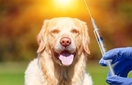 土狗光打个狂犬疫苗行吗？可以来这了解！