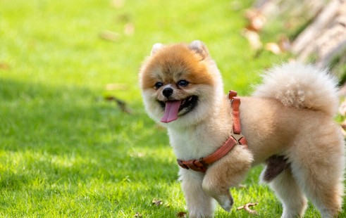 狗一岁人多少岁？搞不懂的小伙伴快来看看吧~