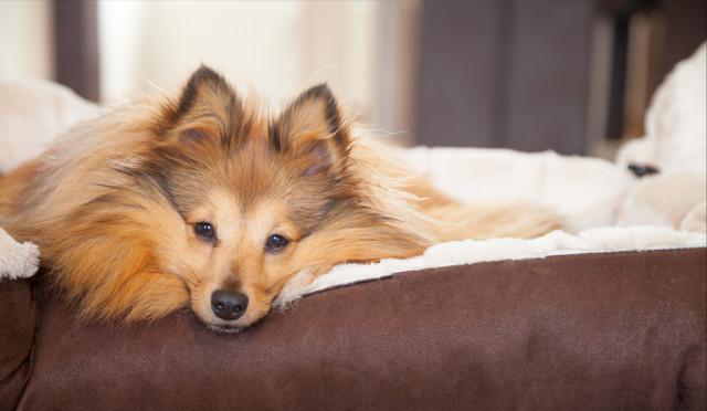 狗狗脾气怎么突然变坏了？其实是因为疼痛，狗主人一定要注意！