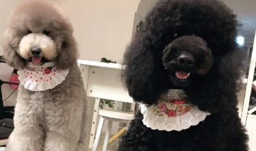 一文告诉你，巨贵犬是怎么来的！