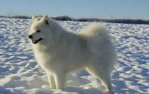 为什么萨摩耶成了禁养犬，怎么导致的？