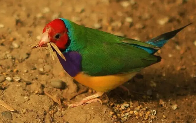 七彩文鸟过冬注意事项,有必要get一下~ 七彩文鸟过冬注意事项,有必要get一下~