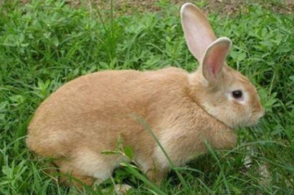 虎皮黄兔性格怎么样,看看你适不适合养它吧~ 虎皮黄兔性格怎么样,看看你适不适合养它吧~