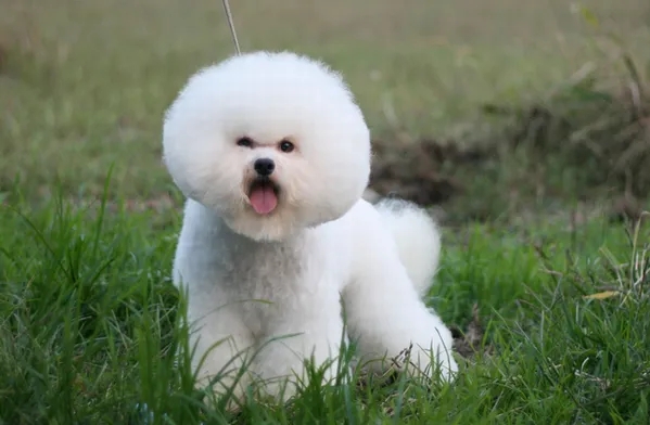 比熊体味重吗？有没有什么好的祛味方法？