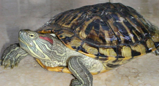 好奇？巴西龟冬天怎么养放多少水啊？