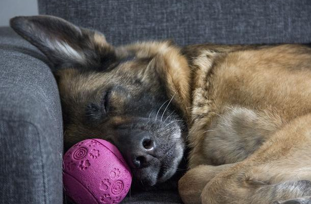 由盖夫金冠看宠物羊奶粉的品质与蛋白质含量的关联 