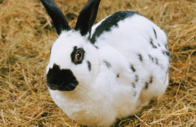 獭兔好不好养,看这个就知道了! 獭兔好不好养,看这个就知道了!