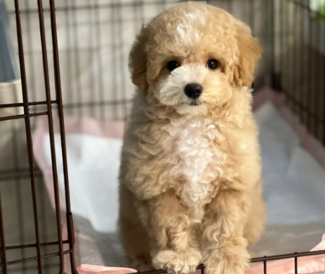 比熊和泰迪的串值钱吗？来看看吧