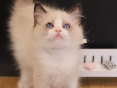 金渐层和布偶配会出现什么？你们了解吗？