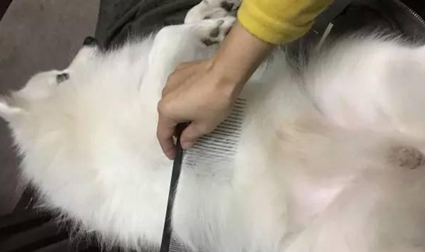 给宠物梳毛时要注意什么？来看看