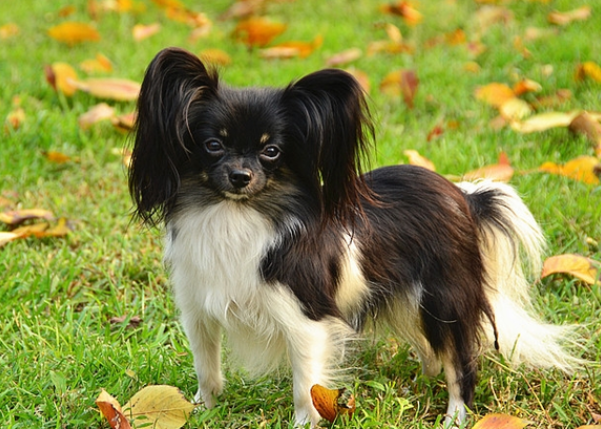 蝴蝶犬优缺点分析， 快来get一下