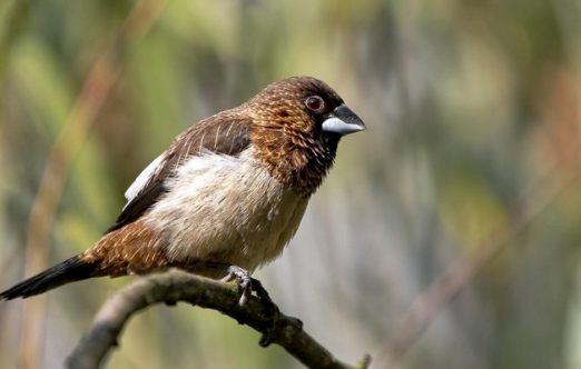 白腰文鸟怎么饲养好？我来教你方法！