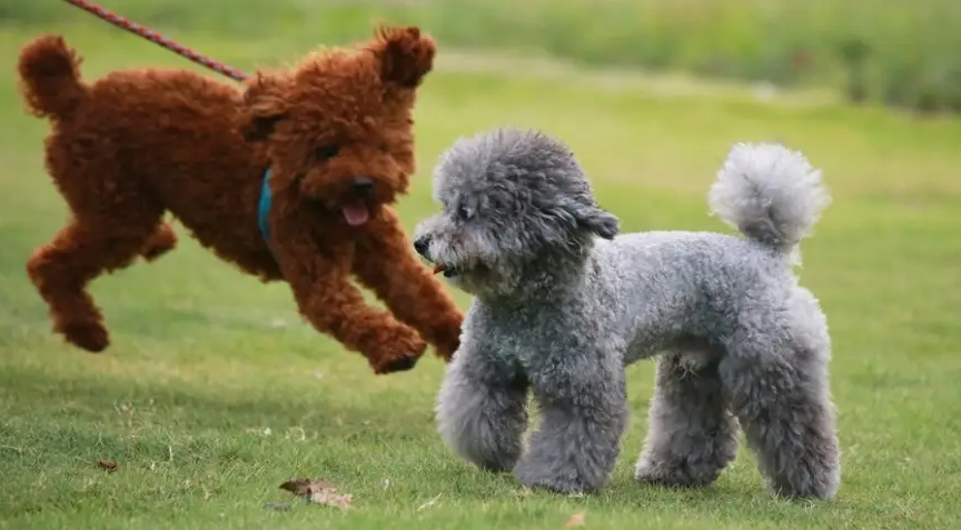 想知道2个月泰迪怎样分辨是小体的，看这里