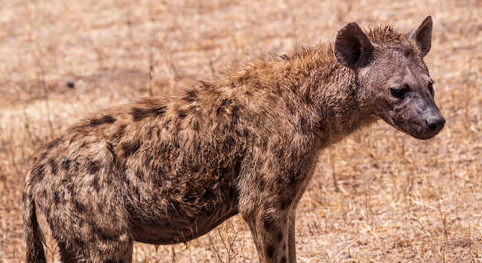 非洲野犬与鬣狗的区别是什么?来瞧瞧 非洲野犬与鬣狗的区别是什么?来瞧瞧