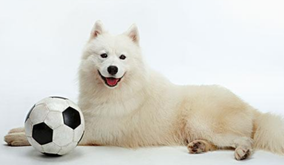 萨摩耶属于什么犬，在过去它是干什么的？