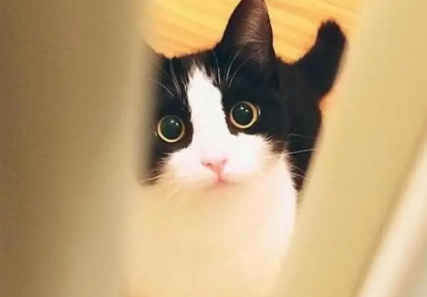 别买猫窝了，这5个地方，才是猫咪最喜欢睡觉的地点！