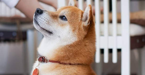 怎么训练柴犬大小便？主人快学起来