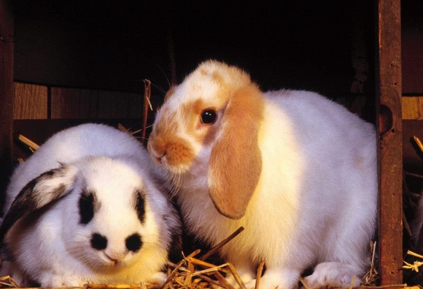 全耳毛兔价格，想养的小伙伴收藏！