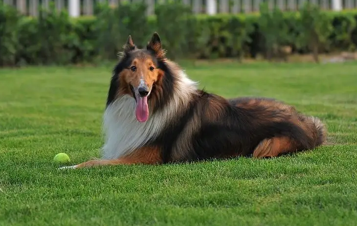 喜乐蒂牧羊犬和苏格兰牧羊犬的区别是什么？这些方面你要知道