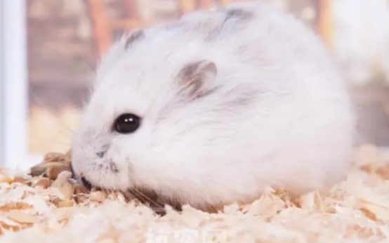 一线仓鼠不好养吗？不！可能只是你没掌握好方法