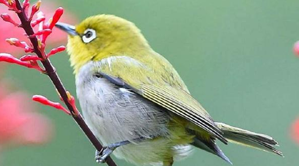 绣眼鸟仰头怎么办？治疗方法是什么？