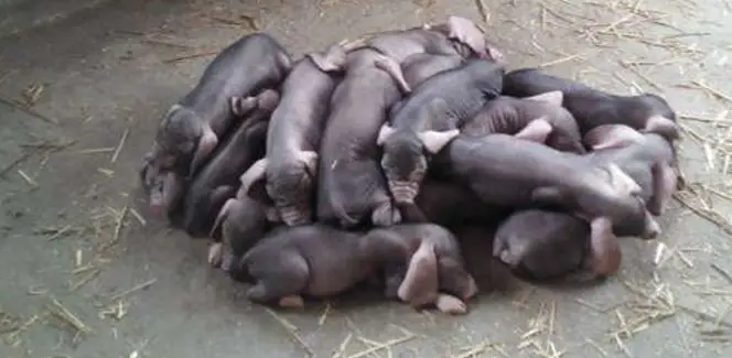 太湖母猪饲养方法看这里你就学会啦！