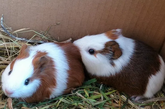 豚鼠有这些症状,说明它就快生啦! 豚鼠有这些症状,说明它就快生啦!