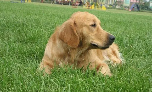 还不知道金毛寻回犬体重多少吗?看看这篇文章 还不知道金毛寻回犬体重多少吗?看看这篇文章