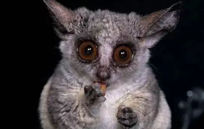 长得很像狐狸的倭丛猴，大家了解吗？