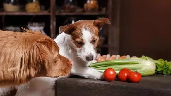 经常给狗狗吃不同狗粮，狗狗有很大负担