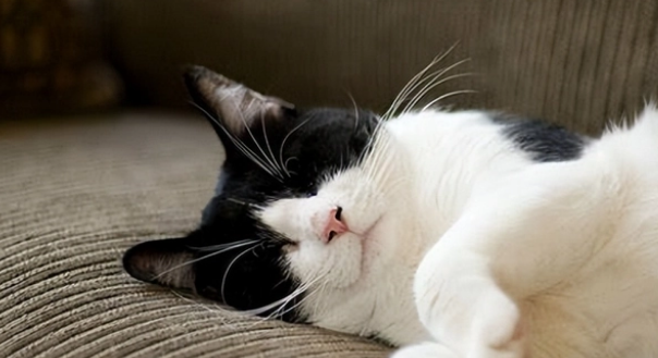 别浪费钱买“猫窝”了，猫咪根本不喜欢，原因很真实！