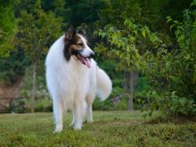 怎么会有这两种外形这么相似的狗呢？9种方式教你怎么区分喜乐蒂和苏牧两种犬！