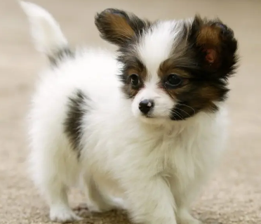 每日一问，小狗吐白沫不吃东西没精神怎么回事？