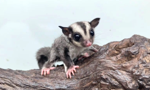 文章科普：公蜜袋鼯发情表现？不知道的快来看看！