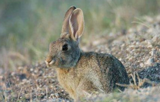 银狐兔多少钱，不妨过来看看吧