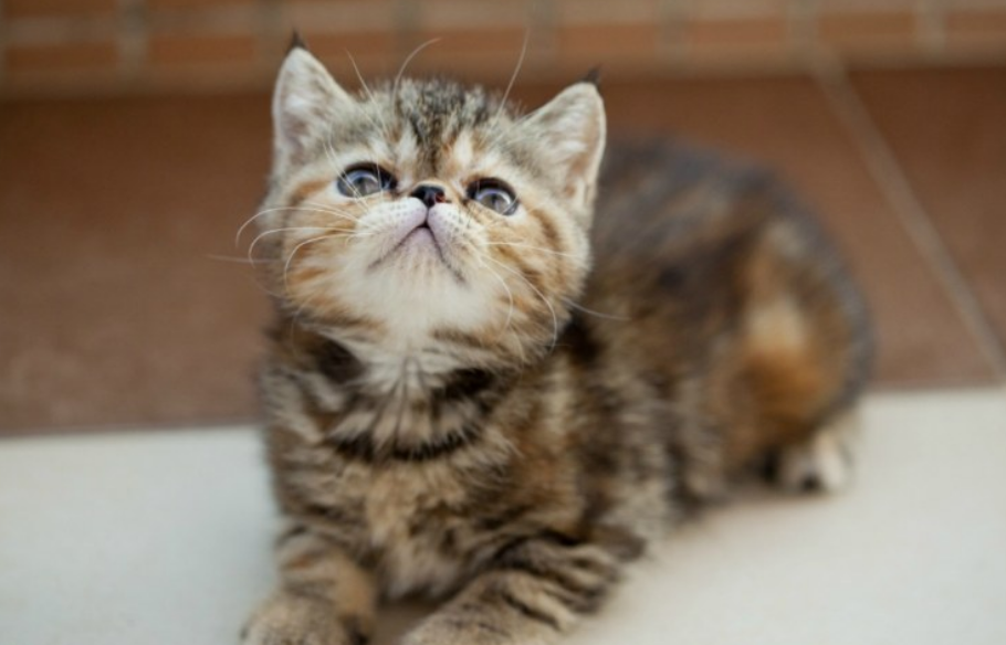 不清楚网红猫土豆是什么品种的猫？