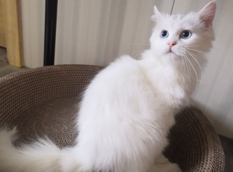 晚晚是什么品种的猫咪？你们知道吗？