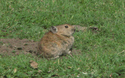 藏鼠兔吃什么？铲屎官们快来看看吧