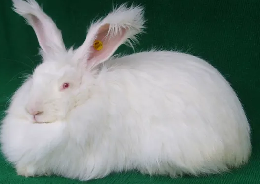 长毛兔怎么繁殖？宠主可以看看