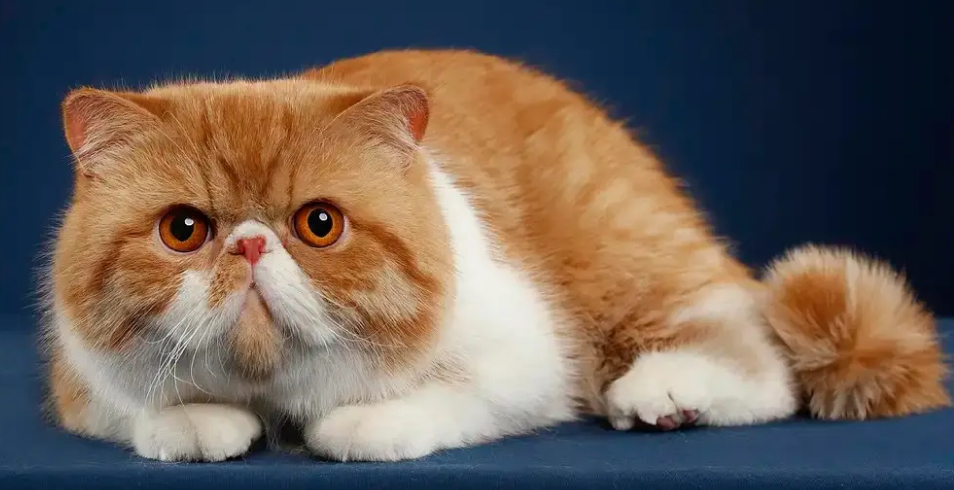 纯白猫咪有什么品种？新手必看