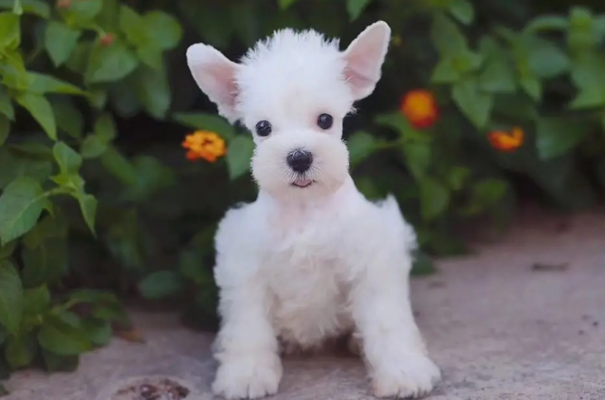 白色雪纳瑞有什么缺陷，想养的人必看