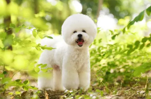 比熊口臭怎么解决得好？详细说明这里有！