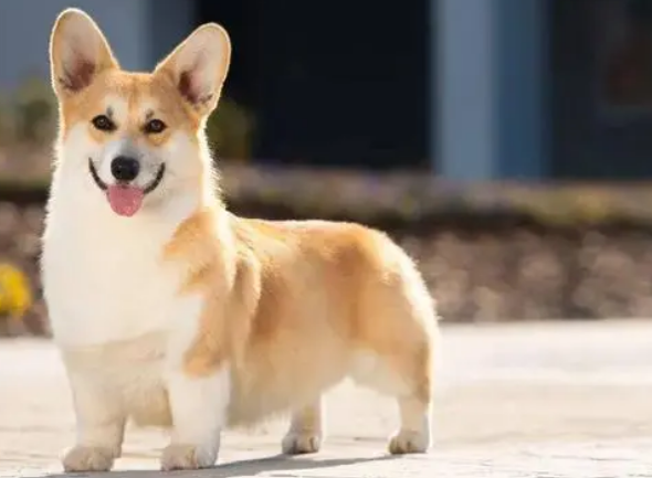 柯基的分类及特征分享，快来get一下