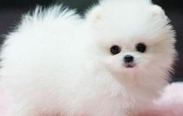 茶杯犬是怎么培育的？速来了解一波吧~