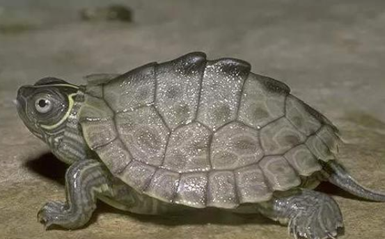 地图龟可以吃什么蔬菜和水果，来看看吧