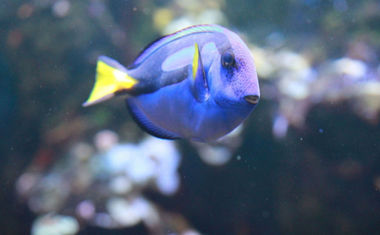 听说蓝吊的饲养方法对寿命有影响？别不信，是真的！