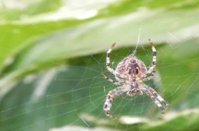 蜘蛛有多少条腿？密密麻麻的看着很恐怖