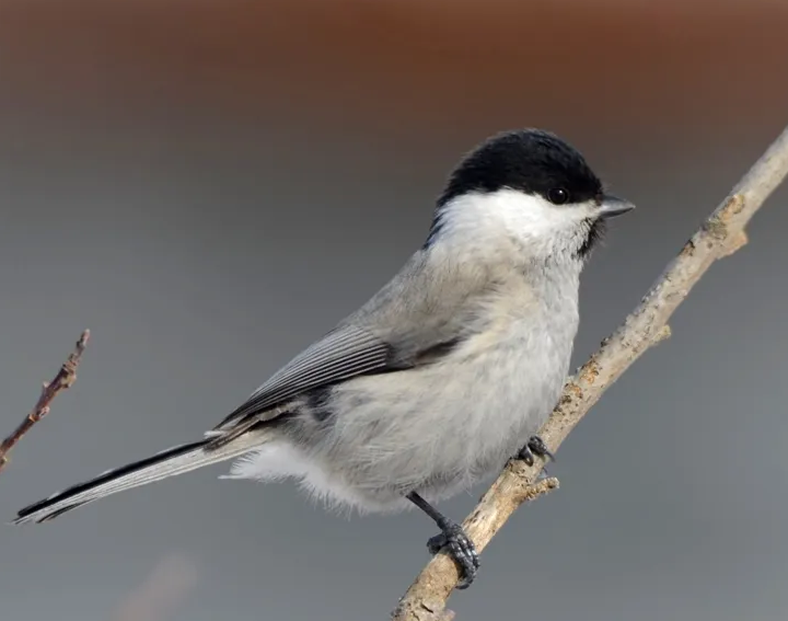 褐黄沼泽雀自带仙气，越养越值钱！