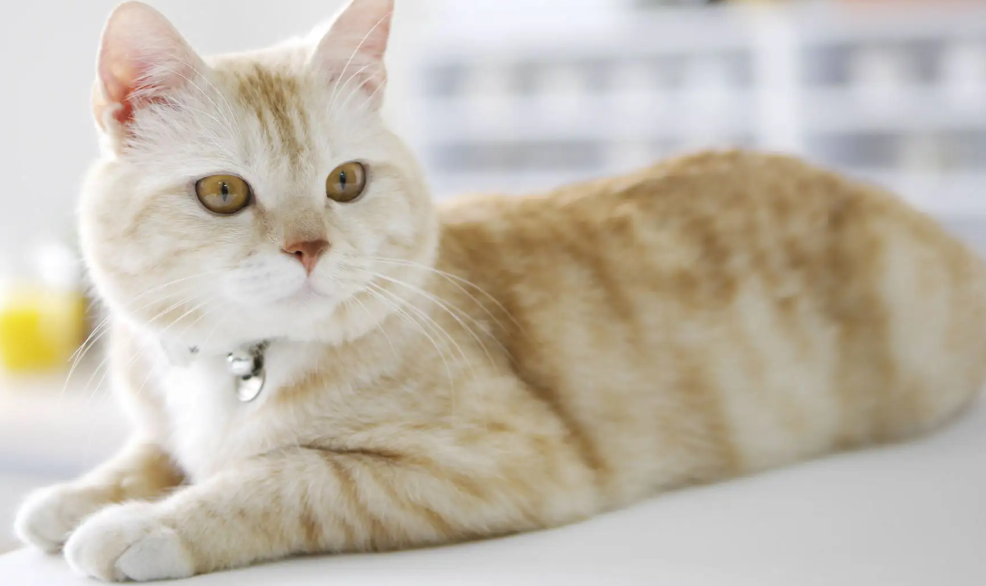 猫狗的寿命大约是几年？铲屎官们一定得知道